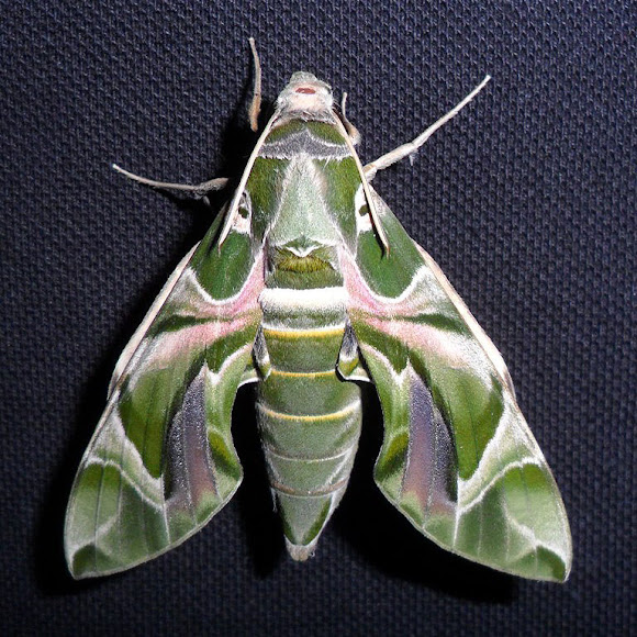 Spotting Image 1