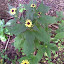 Black Eyed Susan