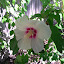 Rose of Sharon