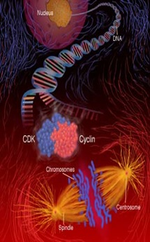 cell cycle