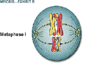 meiosis_b