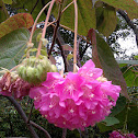 Dombeya wallicjii