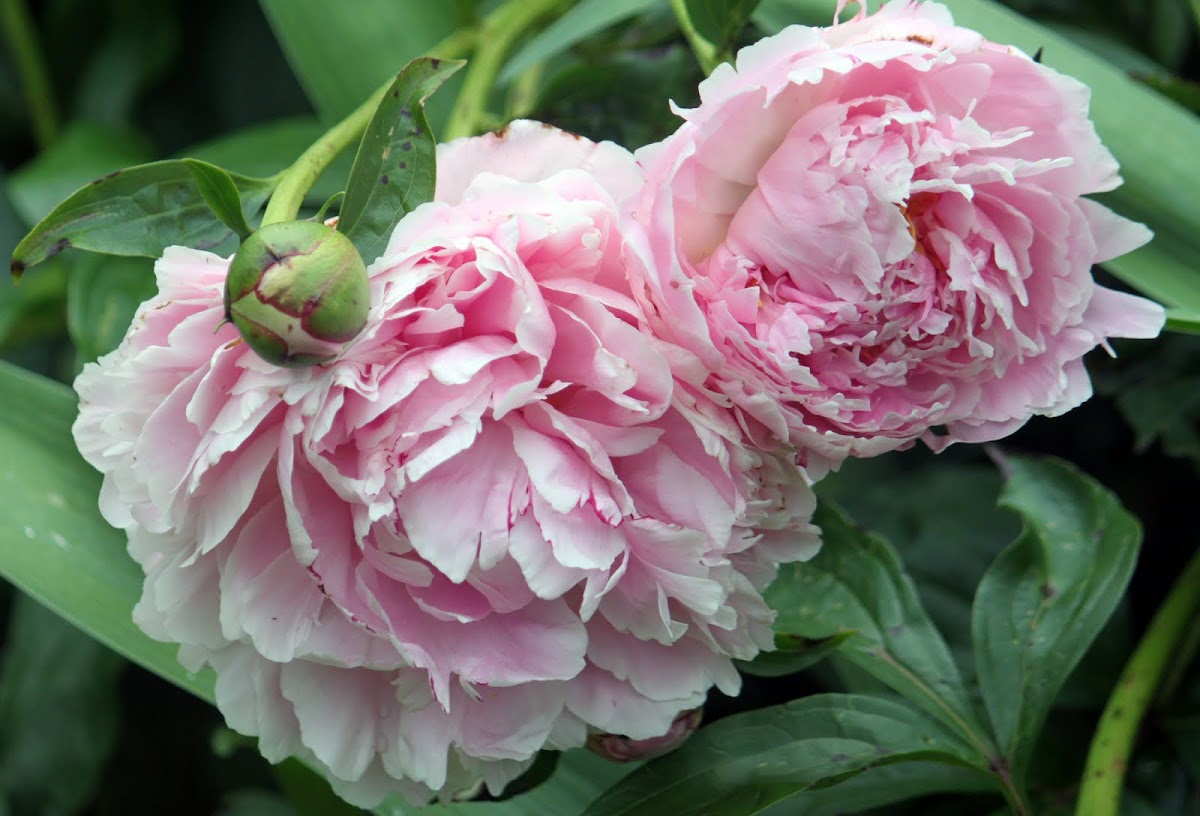 Peony