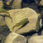 Bluegill