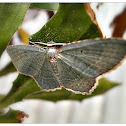 Emerald Moth.