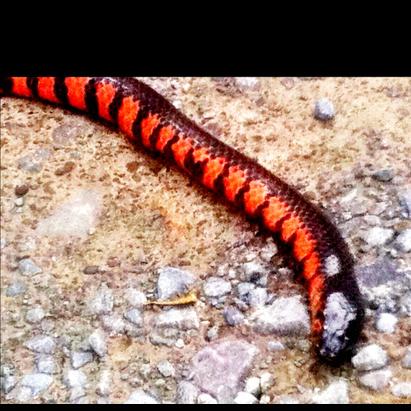 Mud Snake Project Noah