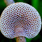 Fungi