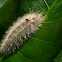 Edwards' Wasp Moth