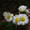 Fleabane