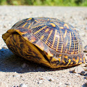 Ornate Box Turtle