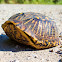 Ornate Box Turtle