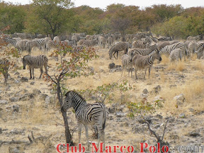 Cebras – Parque nacional de Etohsa