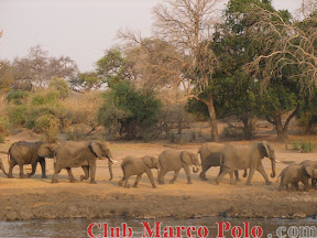 Manada de Elefantes– Crucero por el Parque Nacional de Chobe
