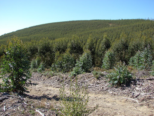 Monocultivo eucaliptos en Campo Lameiro