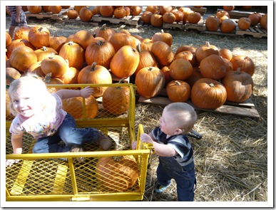 PumpkinPatch6 PumpkinPatch6