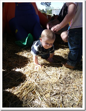 PumpkinPatch5 PumpkinPatch5
