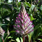 Ptilotus