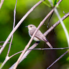 Spotted Flycatcher