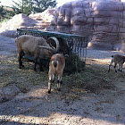 Ibexes