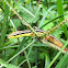 Asian grass lizard