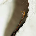 Long Jawed Orb Weaver