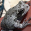 Cope's Gray Tree Frog