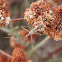 Four Spurred Assassin Bug