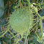 Wild Cuccumber/Manroot