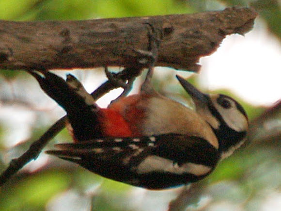 Spotting Image 1