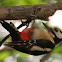 Great Spotted Woodpecker