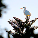 Great Egret