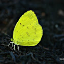 Three-Spot Grass Yellow