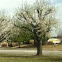 Bradford pear tree