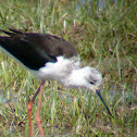 Black-winged Stilt / Cigüeñuela