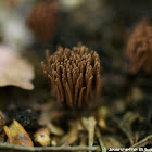 Stemonitis sp.