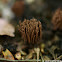 Stemonitis sp.