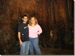 M&K Inside Chimney Tree