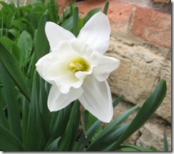 white daffodil