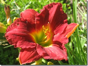 red lily