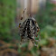 Cross orb weaving spider