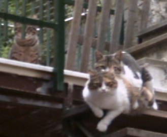Pioggina con due gatti