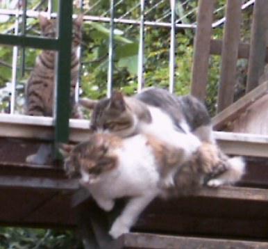 Pioggina con due gatti