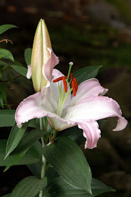 aww lovely offer return lily garden