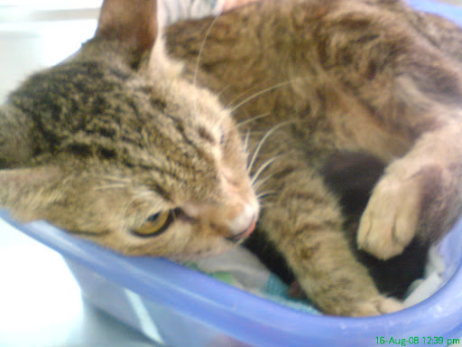 mom cat and kittens 2 jpg
