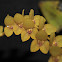 Stelis orchid