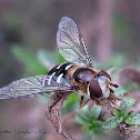 Hoverfly
