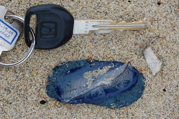 Mystery Invertebrate