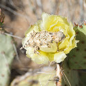 Regal Horned Lizard