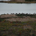 American Oystercatcher