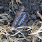 European sowbug